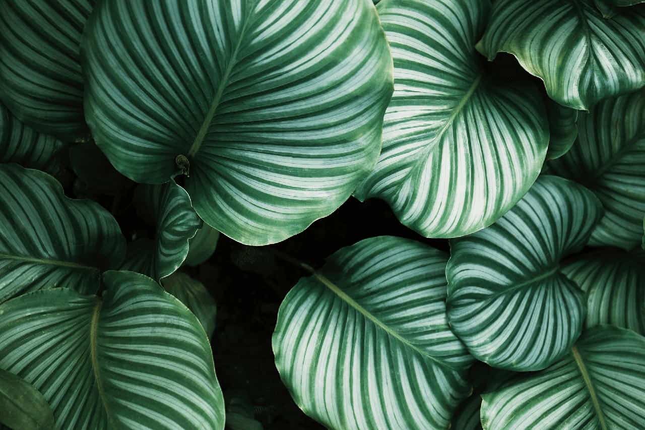 Large leaves eos | Our Clients